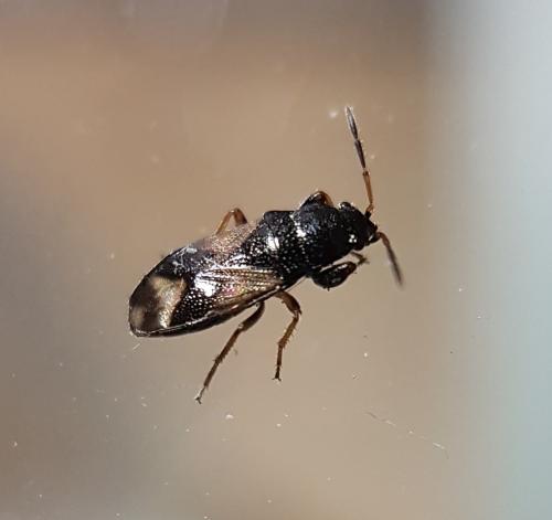 Megalonotus praetextatus